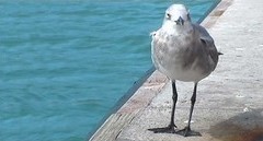 projection rencontre mouette